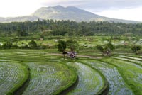 bali rice terrace